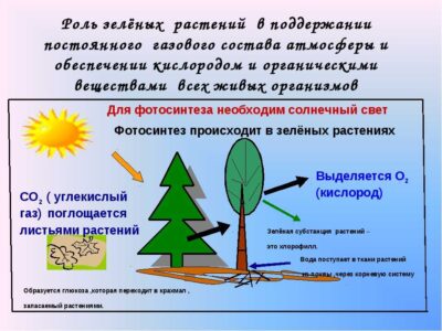 Способы удобрения почвы магнием