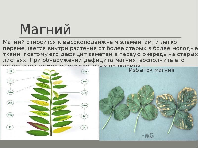 Оптимальные уровни магния для различных культур