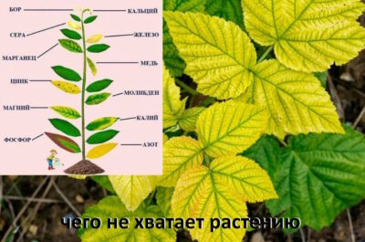 Краткое описание анемии растений