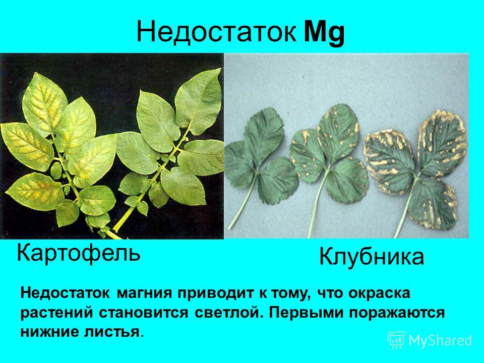 Плодовые культуры