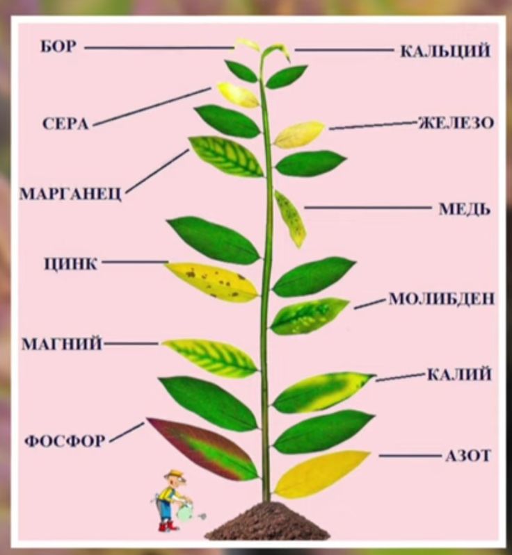 Следствия дефицита железа