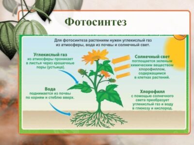 2. Применение органических материалов