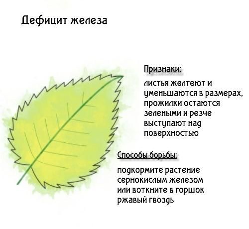 Как дефицит железа влияет на урожайность