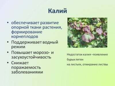 1. Внесение калийных удобрений