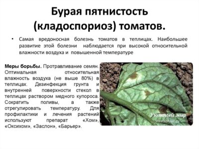 Путем внесения: как правильно использовать железосодержащие удобрения?
