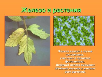 Способы применения железосодержащих удобрений