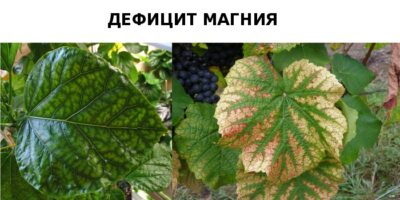 2. Бобовые