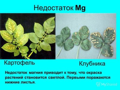 Комплексное управление питанием растений для устранения дефицита магния