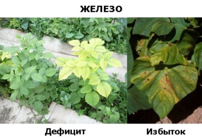 Практические рекомендации по улучшению микрофлоры почвы для усвоения железа