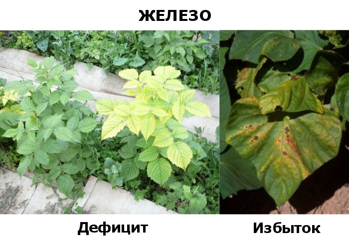 Практические рекомендации по улучшению микрофлоры почвы для усвоения железа