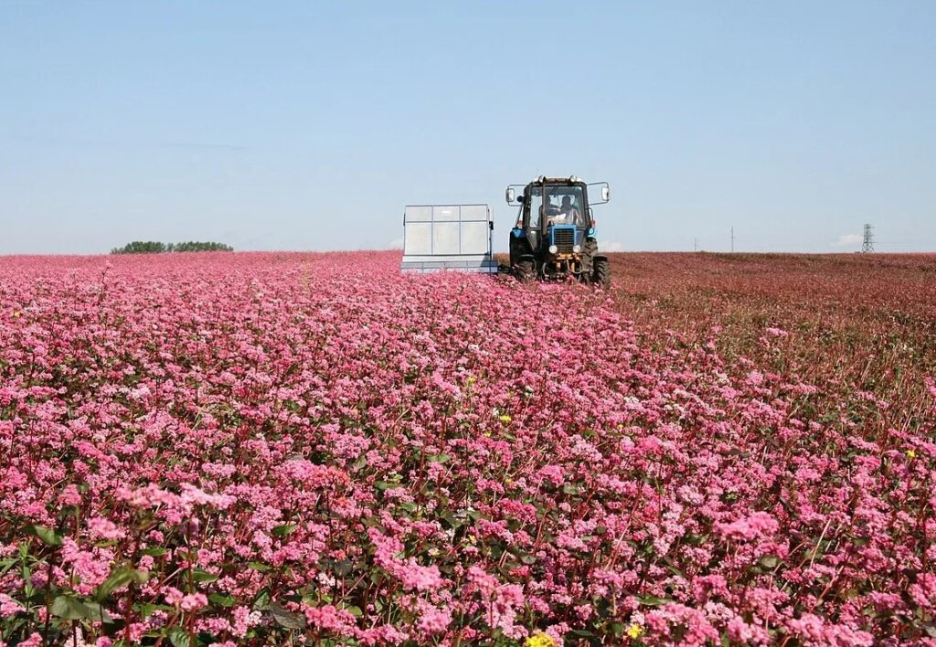 Черный торф и его роль в улучшении водоудерживающих свойств почвы.
