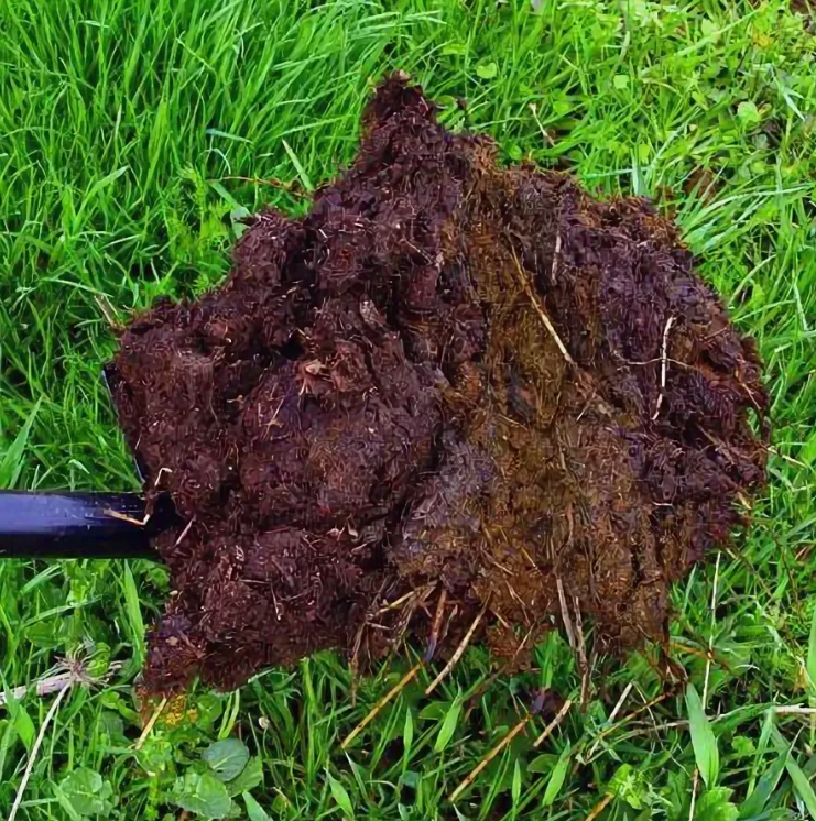 Что нужно знать о свином навозе как удобрении для растений