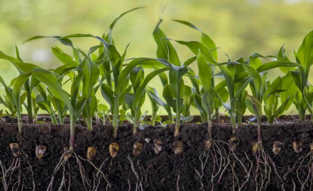 Что такое монофосфат калия и как он помогает растениям