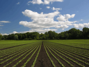 Что такое навоз и как его использовать