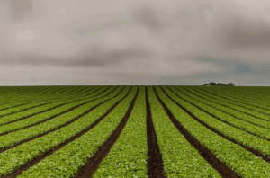 Что такое навоз и как его использовать