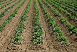 Что такое навоз и как его использовать