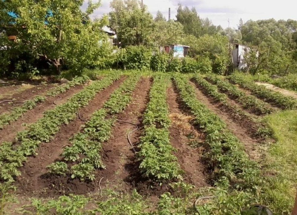 Что такое навоз и как его использовать