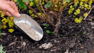 Фосфорные удобрения для стимуляции корневой системы Фосфорные удобрения для стимуляции корневой системы