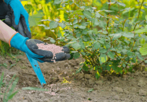 Фосфорные удобрения для стимуляции корневой системы Фосфорные удобрения для стимуляции корневой системы