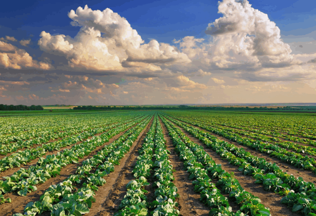 Фосфорные удобрения для стимуляции корневой системы растений