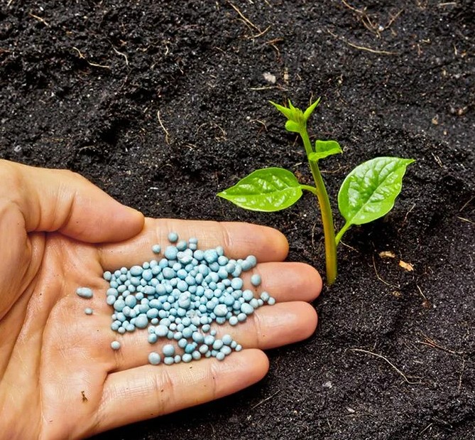 Фосфорные удобрения и их роль в цветении