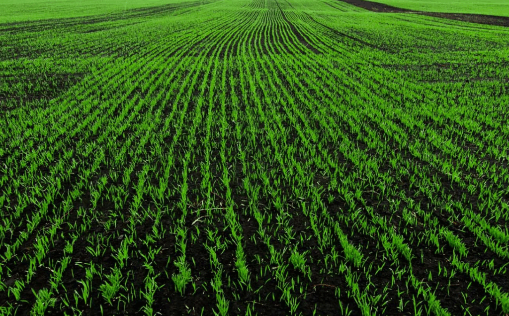 Фосфорные удобрения - виды, свойства и применение