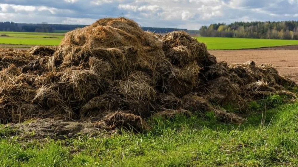 Как безопасно использовать коровий навоз в органическом земледелии