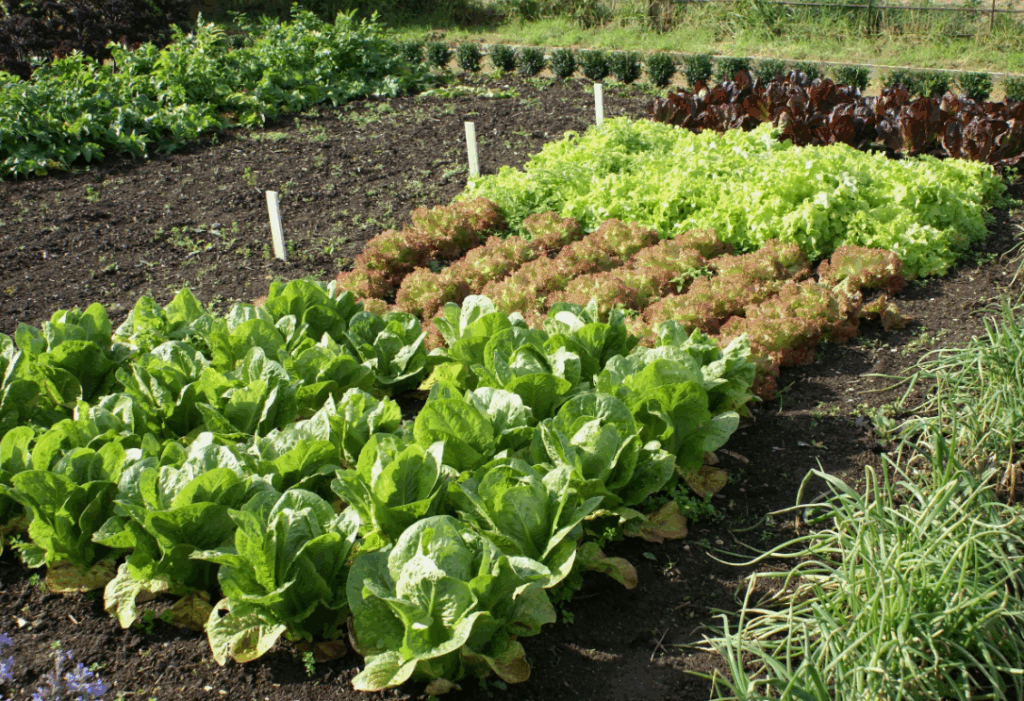 Как и когда использовать удобрения для внекорневого питания