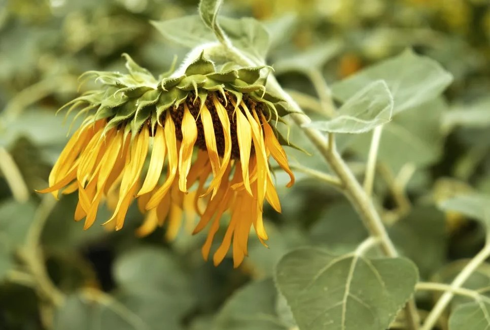 Как использовать бор (B) для повышения устойчивости растений к стрессам