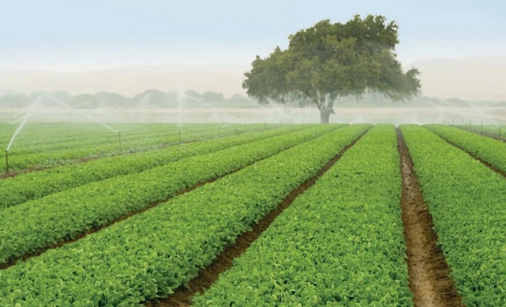 Как использовать бор (B) для профилактики пустоцветов и осыпания завязи