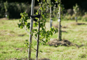 Как использовать бор (B) для улучшения цветения и завязи плодов Как использовать бор (B) для улучшения цветения и завязи плодов