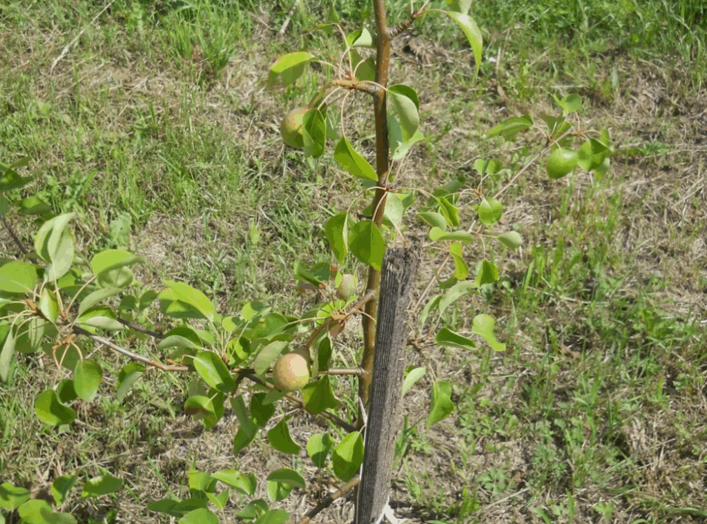 Как использовать бор (B) для улучшения цветения и завязи плодов