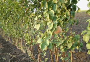 Как использовать бор (B) для улучшения цветения и завязи плодов Как использовать бор (B) для улучшения цветения и завязи плодов