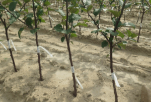 Как использовать бор (B) для улучшения цветения и завязи плодов Как использовать бор (B) для улучшения цветения и завязи плодов