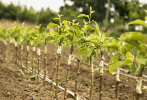 Как использовать бор (B) при дефиците микроэлементов в почве