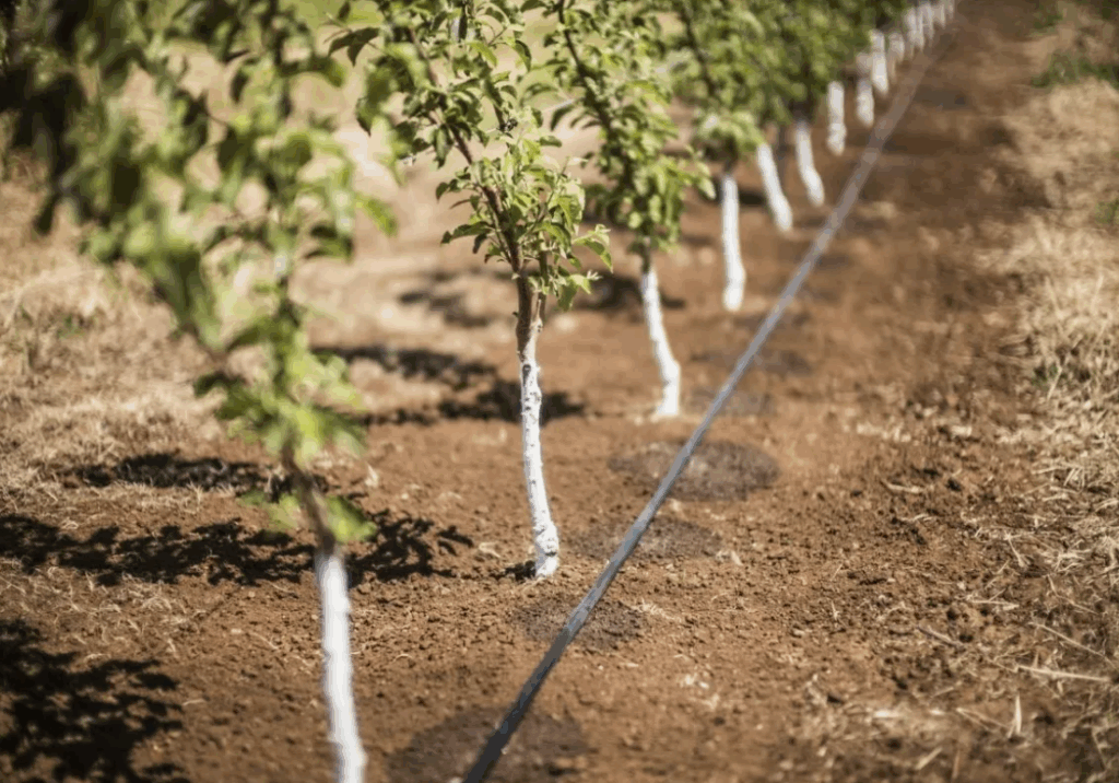 Как использовать бор (B) при дефиците микроэлементов в почве