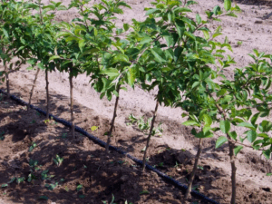 Как использовать бор (B) при дефиците микроэлементов в почве