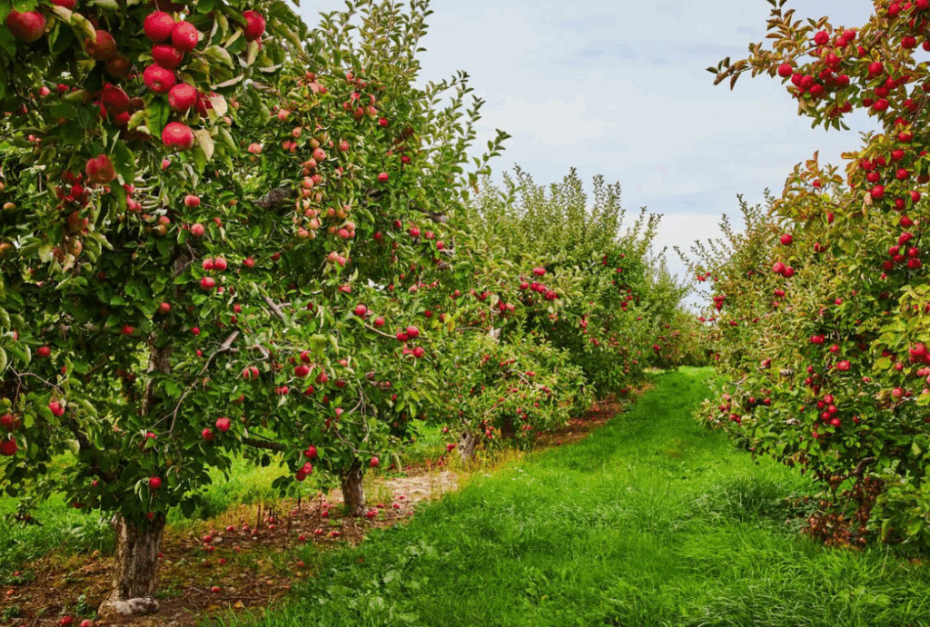 Как использовать бор (B) в системе питания плодовых деревьев