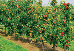 Как использовать бор (B) в системе питания плодовых деревьев