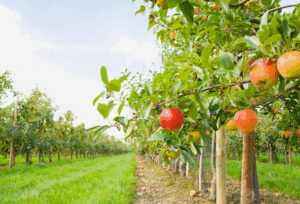 Как использовать бор (B) в системе питания плодовых деревьев