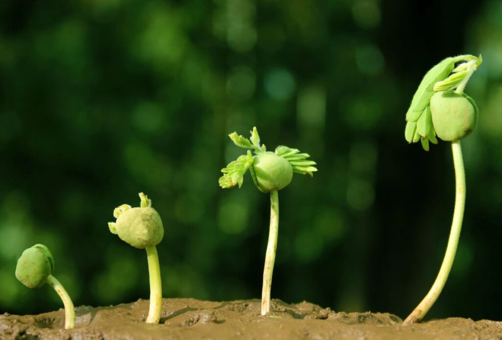 Как использовать компост из травы и листьев для улучшения плодородия почвы