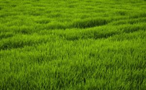 Как использовать мочевину (CO(NH₂)₂) на кислых и нейтральных почвах