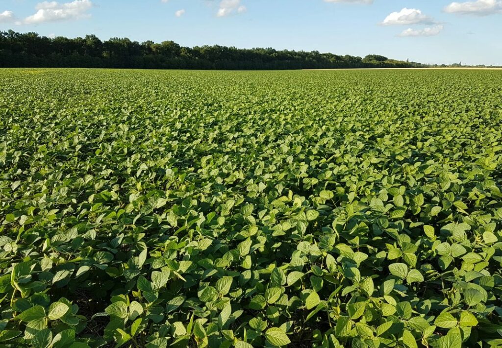 Как использовать мочевину (CO(NH₂)₂) на кислых и нейтральных почвах