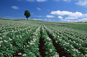 Как использовать мочевину (CO(NH₂)₂) на кислых и нейтральных почвах