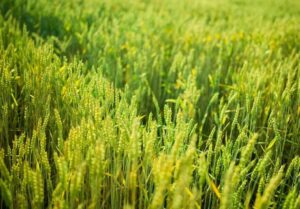 Как использовать мочевину (CO(NH₂)₂) на кислых и нейтральных почвах