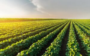 Как использовать мочевину (CO(NH₂)₂) на овощных культурах и зерновых