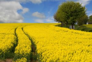 Как использовать мочевину (CO(NH₂)₂) на овощных культурах и зерновых