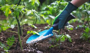 Как использовать мочевину (CO(NH₂)₂) при подкормке весной