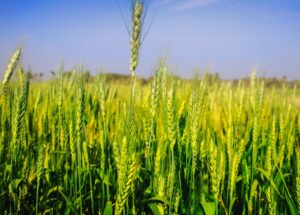 Как использовать мочевину (CO(NH₂)₂) в сочетании с фосфорными и калийными удобрениями