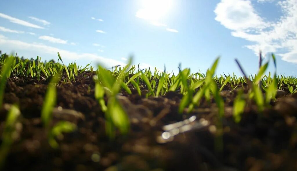 Как использовать мочевину (CO(NH₂)₂) в сочетании с фосфорными и калийными удобрениями